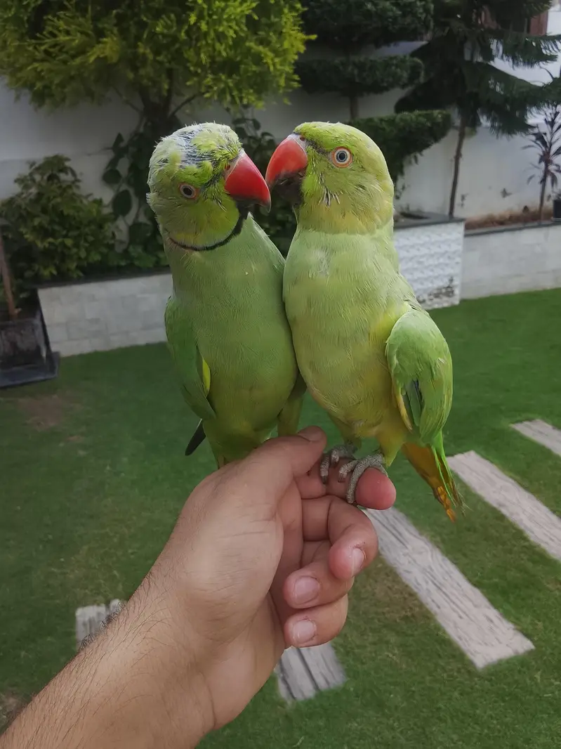 Ringneck for sale male female not kanfaram0315/5097/807 — photo 2