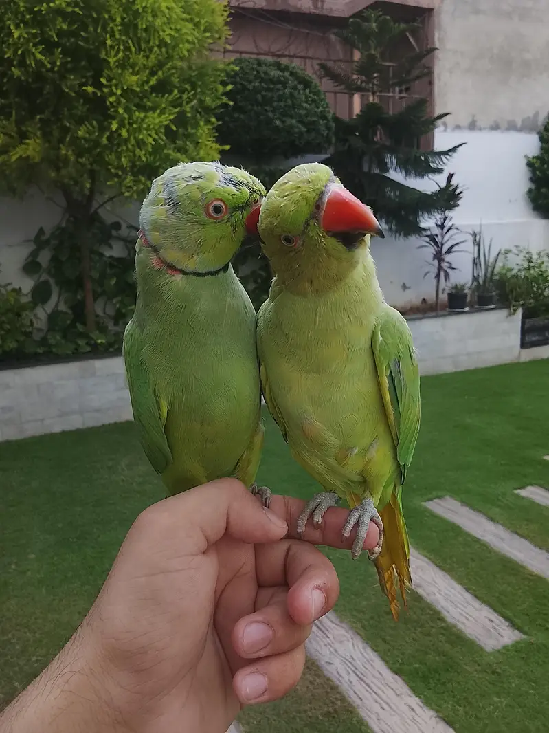 Ringneck for sale male female not kanfaram0315/5097/807 — photo 3