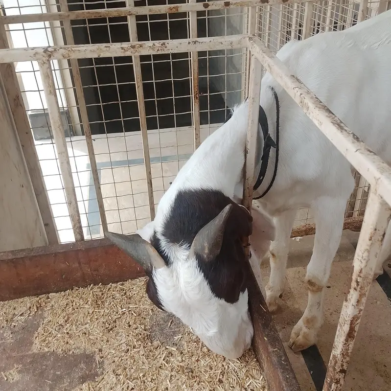 goats — photo 2
