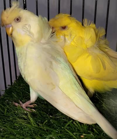 MAASHAALLAH HOGOROMO RED EYES ADULT PAIR FOR SALE