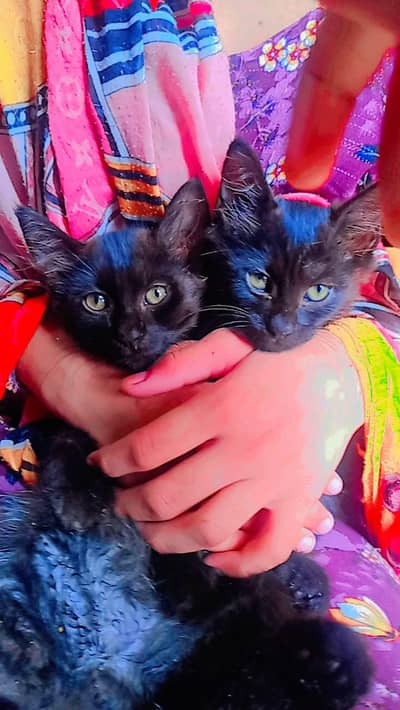 black domestic Longhair