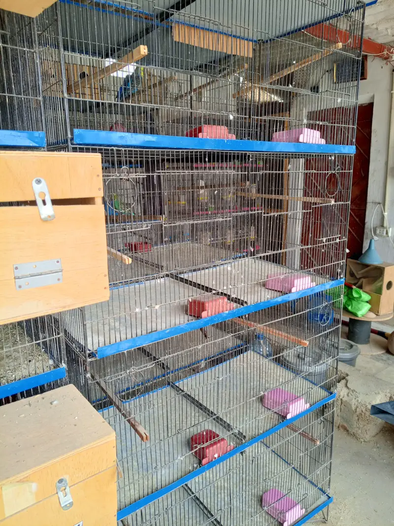 vary too much urgent sale best cage contact on WhatsApp 03366461324 — photo 3