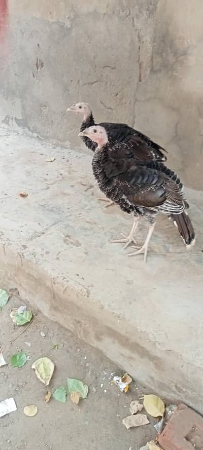 turkey  pair healthy and active