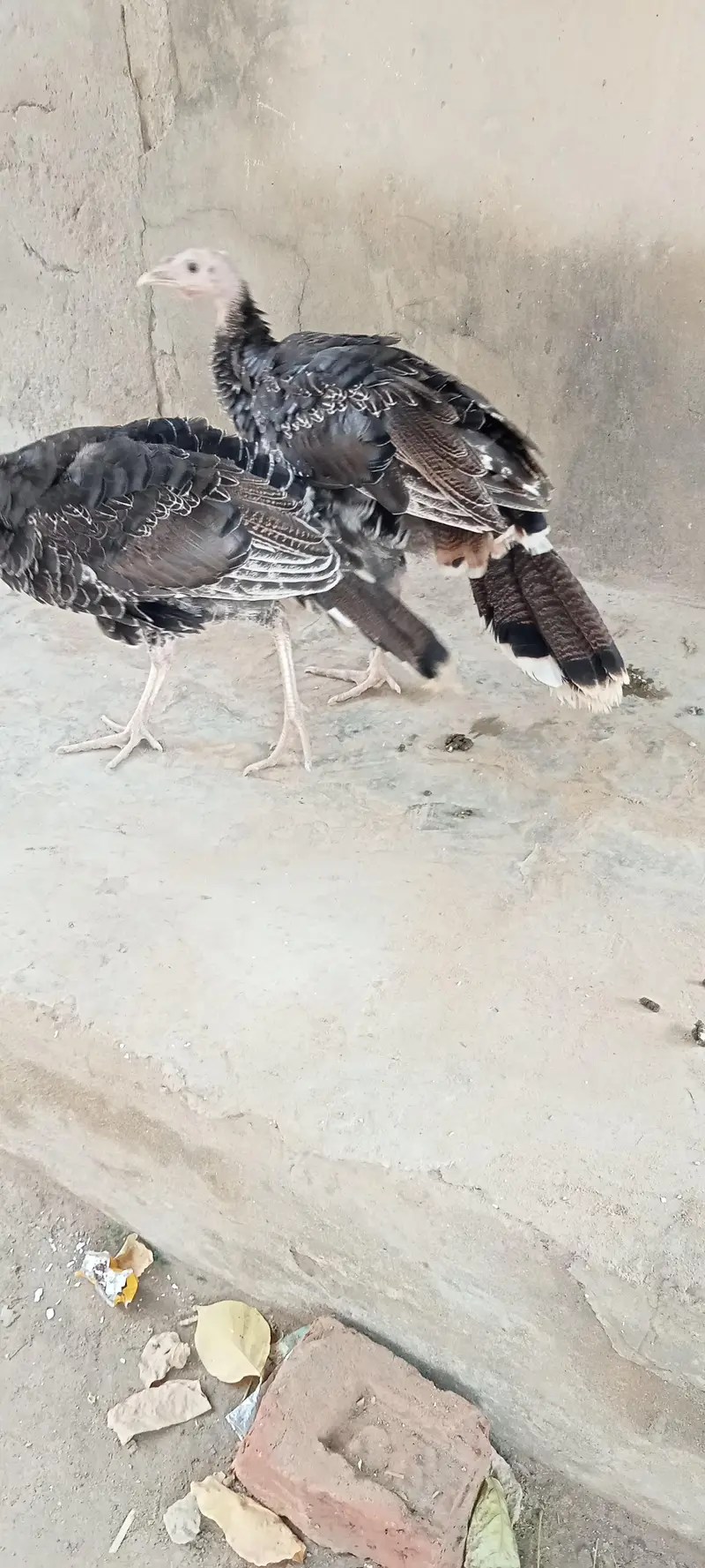 turkey  pair healthy and active — photo 2