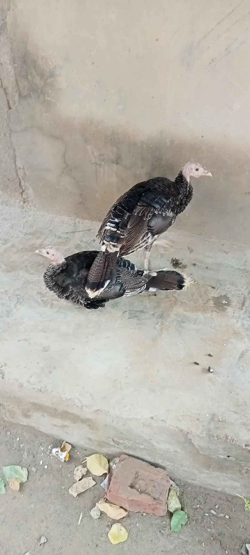 turkey  pair healthy and active — photo 3