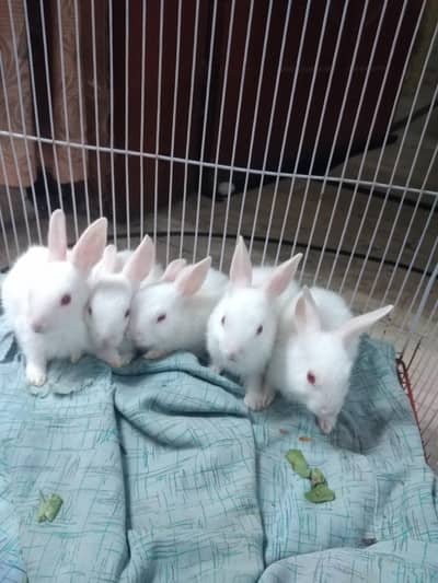 pet rabbit babies