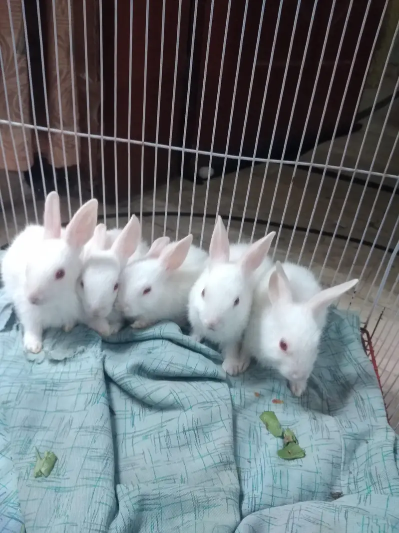 pet rabbit babies