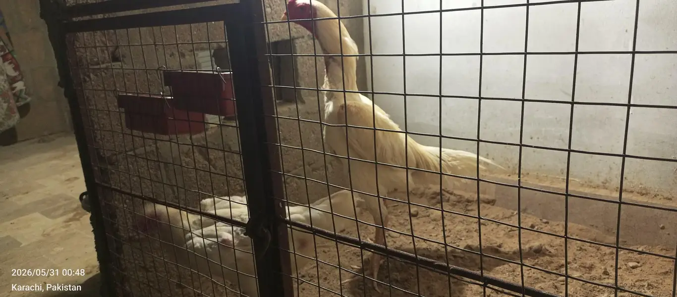 king size German o shamo 03168035881 — photo 5