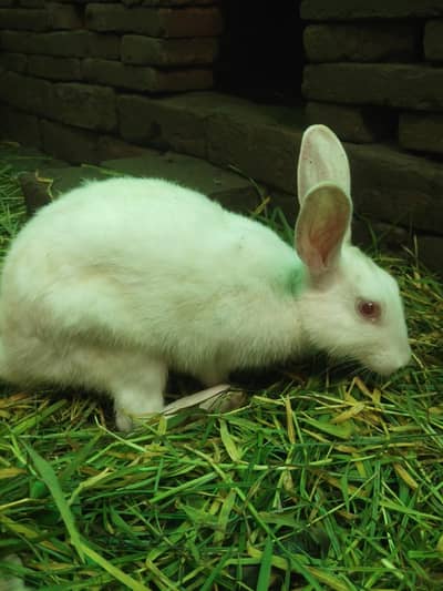 Healthy White Rabbits For Sale - Lahore