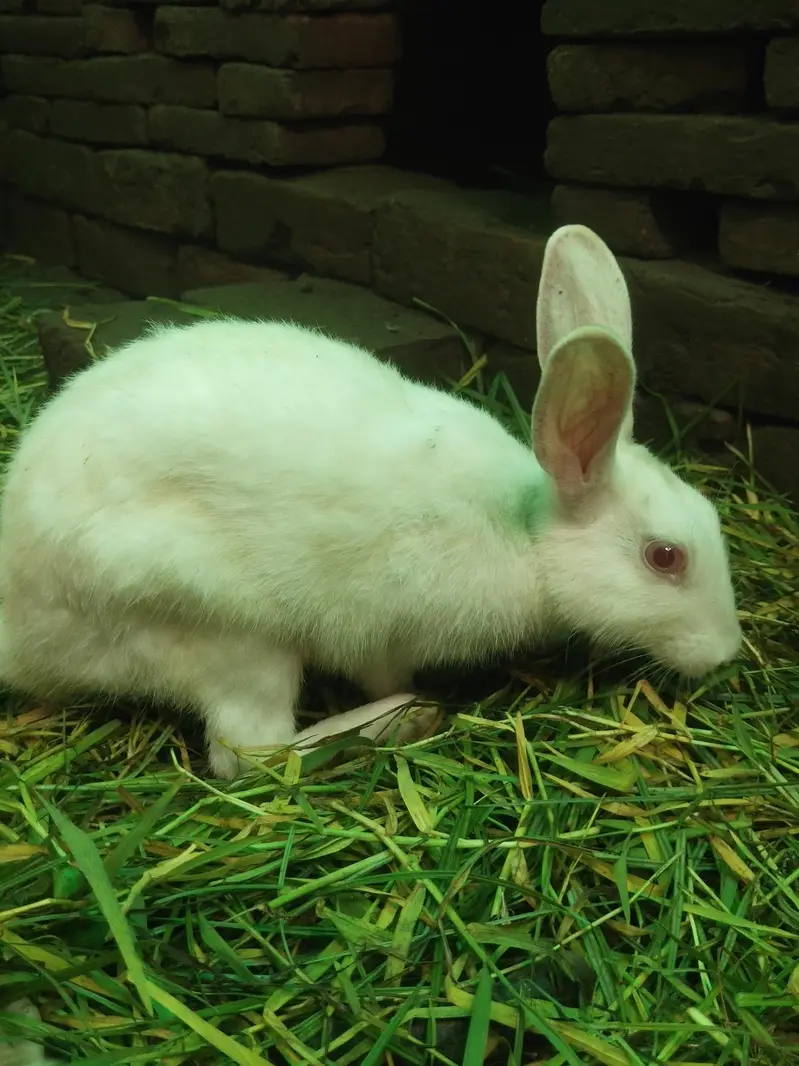 Healthy White Rabbits For Sale - Lahore