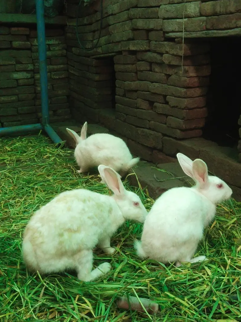 Healthy White Rabbits For Sale - Lahore — photo 2