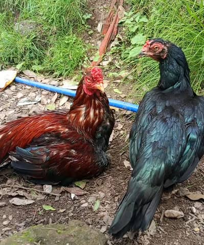 hens sell