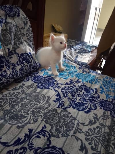 white kitten