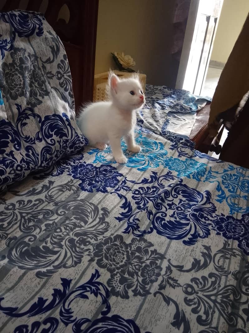 white kitten 0