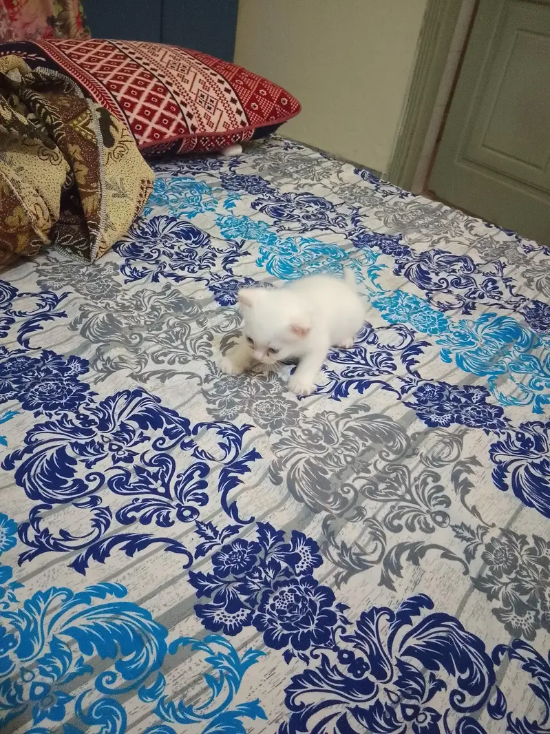 white kitten — photo 2