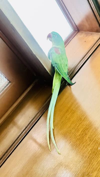 Female parrot