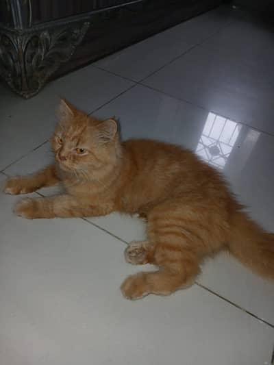 Persian cat 