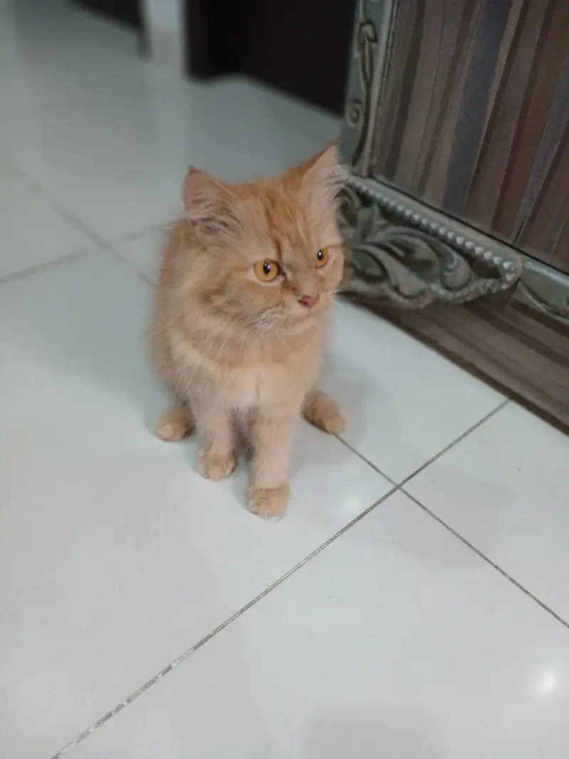 Persian cat  — photo 2