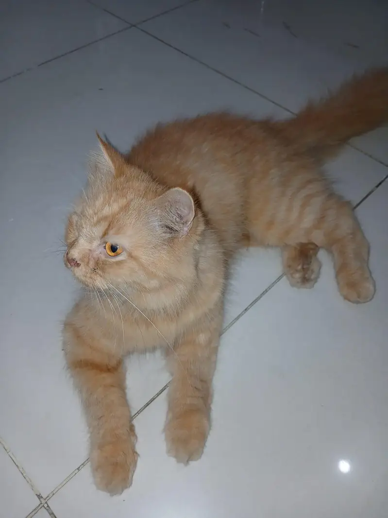 Persian cat  — photo 3