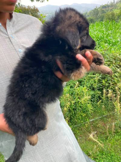 jerman shepherd puppy good quality