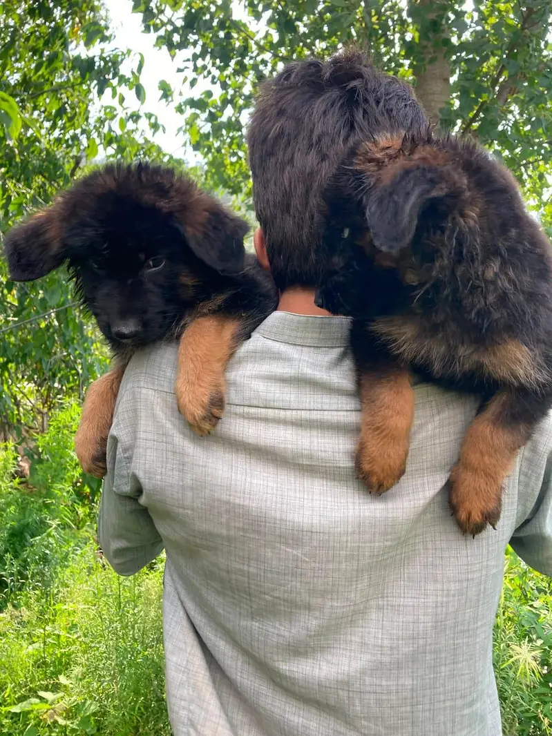 jerman shepherd puppy good quality — photo 2