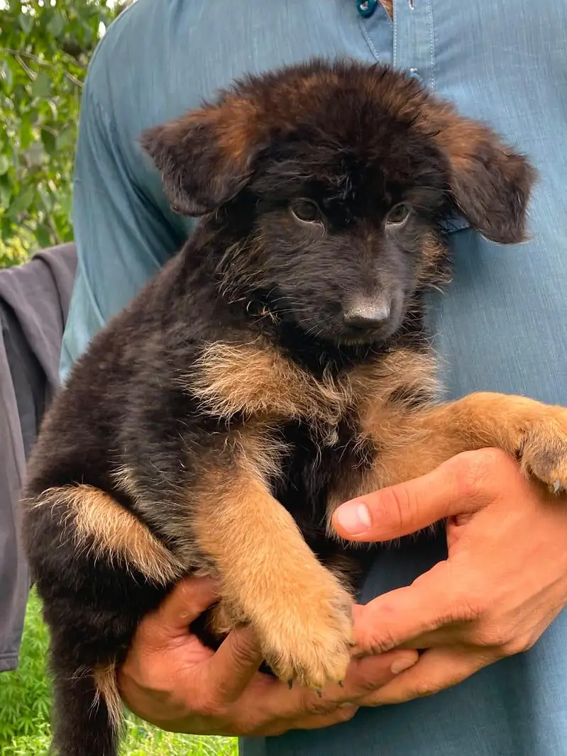 jerman shepherd puppy good quality — photo 3