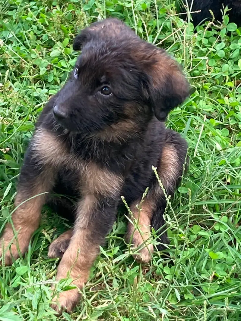 jerman shepherd puppy good quality — photo 4