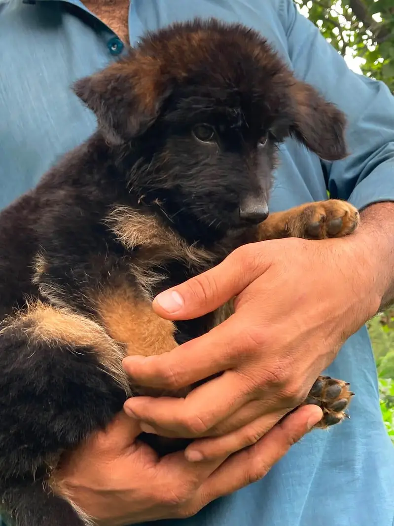 jerman shepherd puppy good quality — photo 5