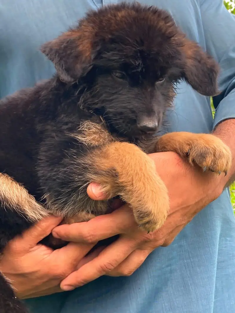 jerman shepherd puppy good quality — photo 6