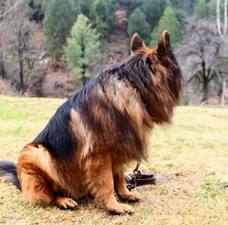 jerman shepherd puppy good quality — photo 7