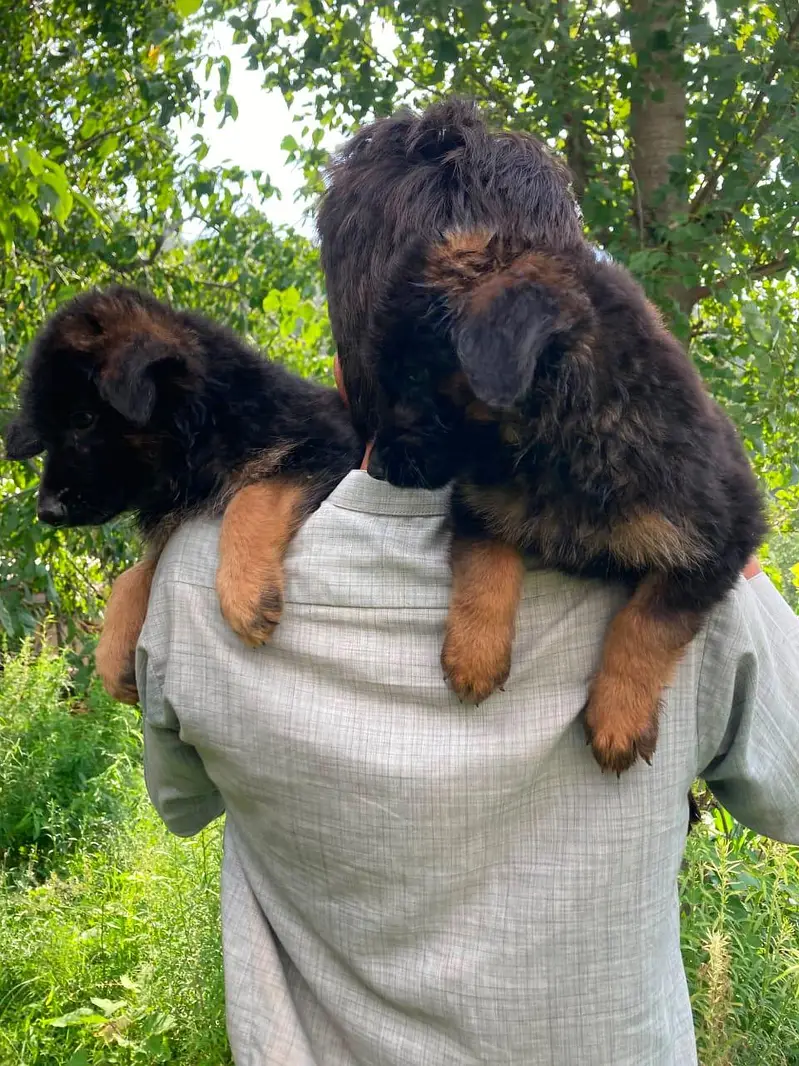 jerman shepherd puppy good quality — photo 8