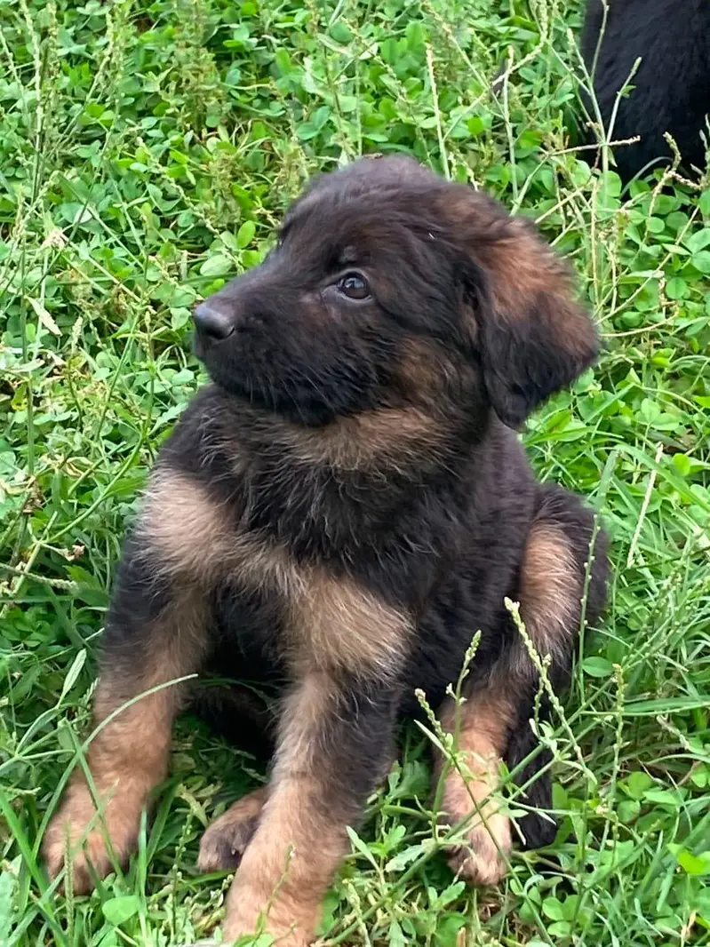 jerman shepherd puppy good quality — photo 9
