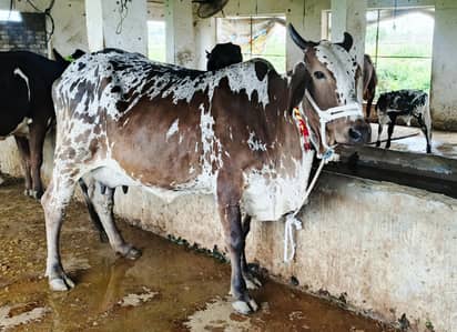Cow/Buffalo/ گاۓ