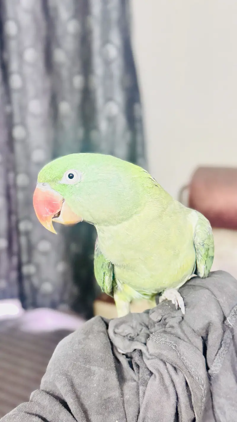 Female parrot — photo 2