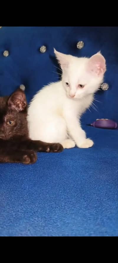 Turkey kittens Available