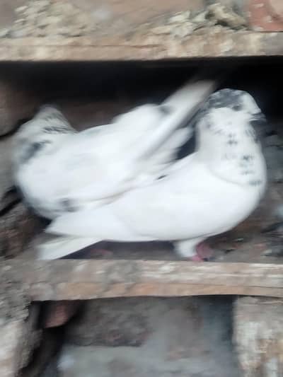 35 wali female