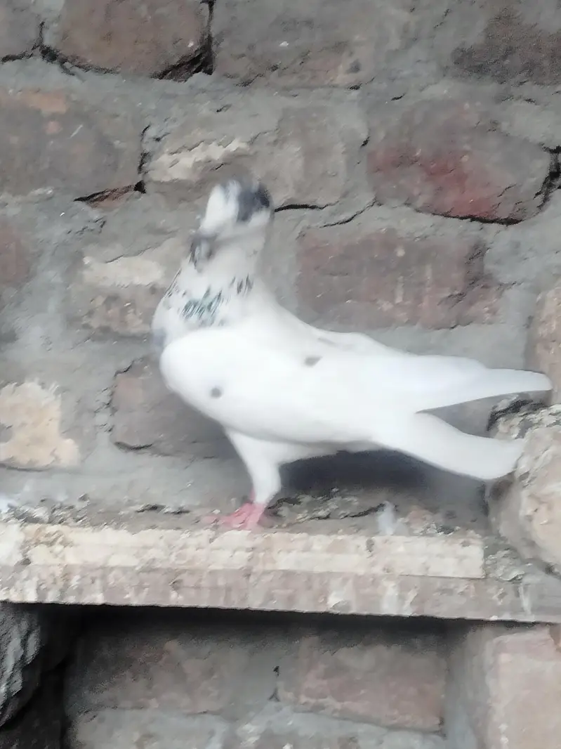 35 wali female — photo 2