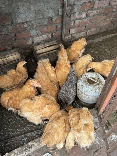 Golden buff for sale