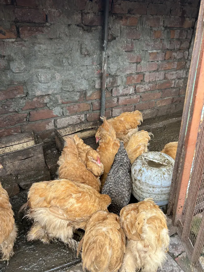 Golden buff for sale — photo 2