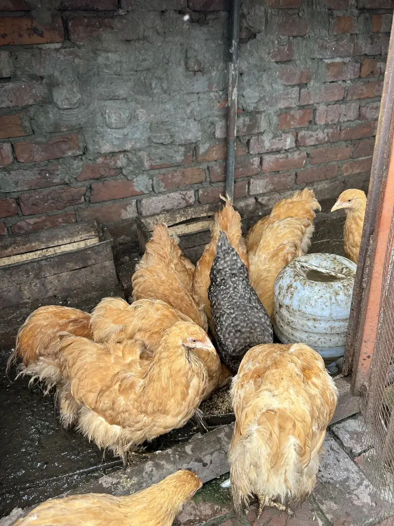 Golden buff for sale — photo 3