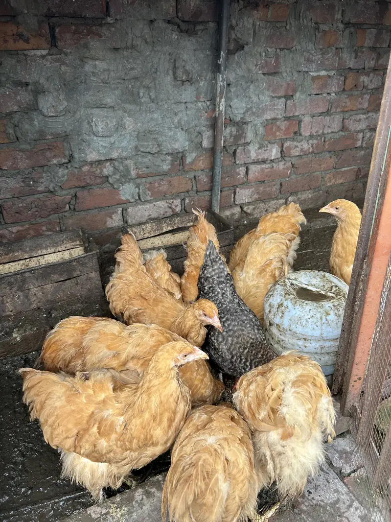 Golden buff for sale — photo 4