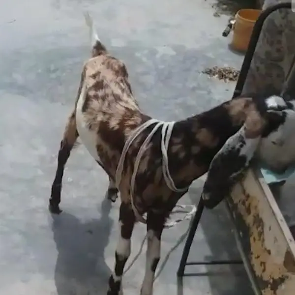 2 dant path tootapori face ajrak print — photo 3