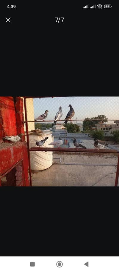 all pigeons for sale