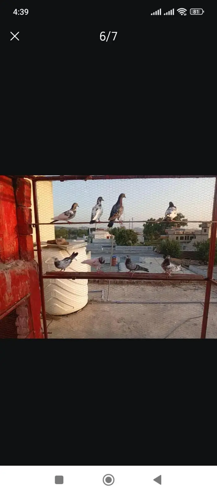 all pigeons for sale — photo 2