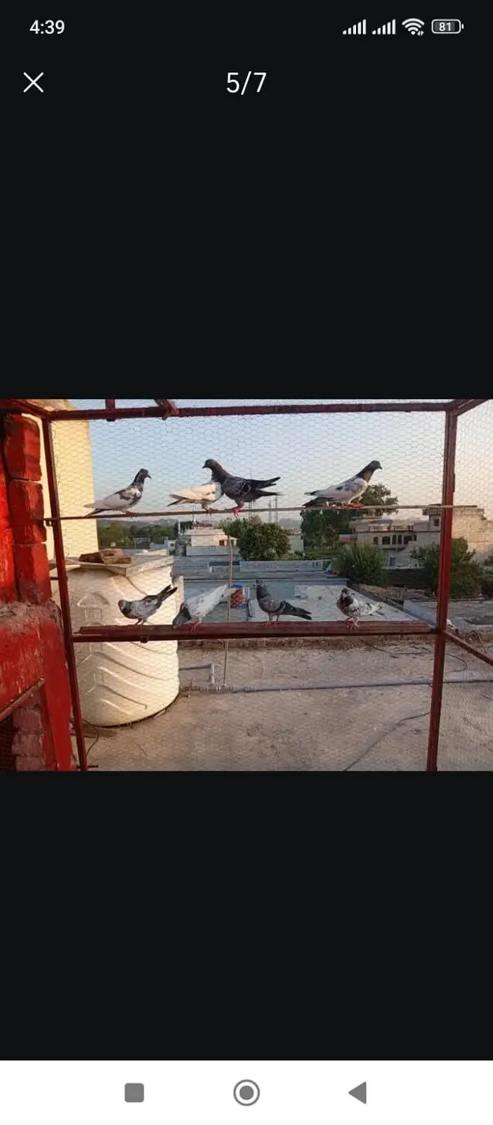 all pigeons for sale — photo 3