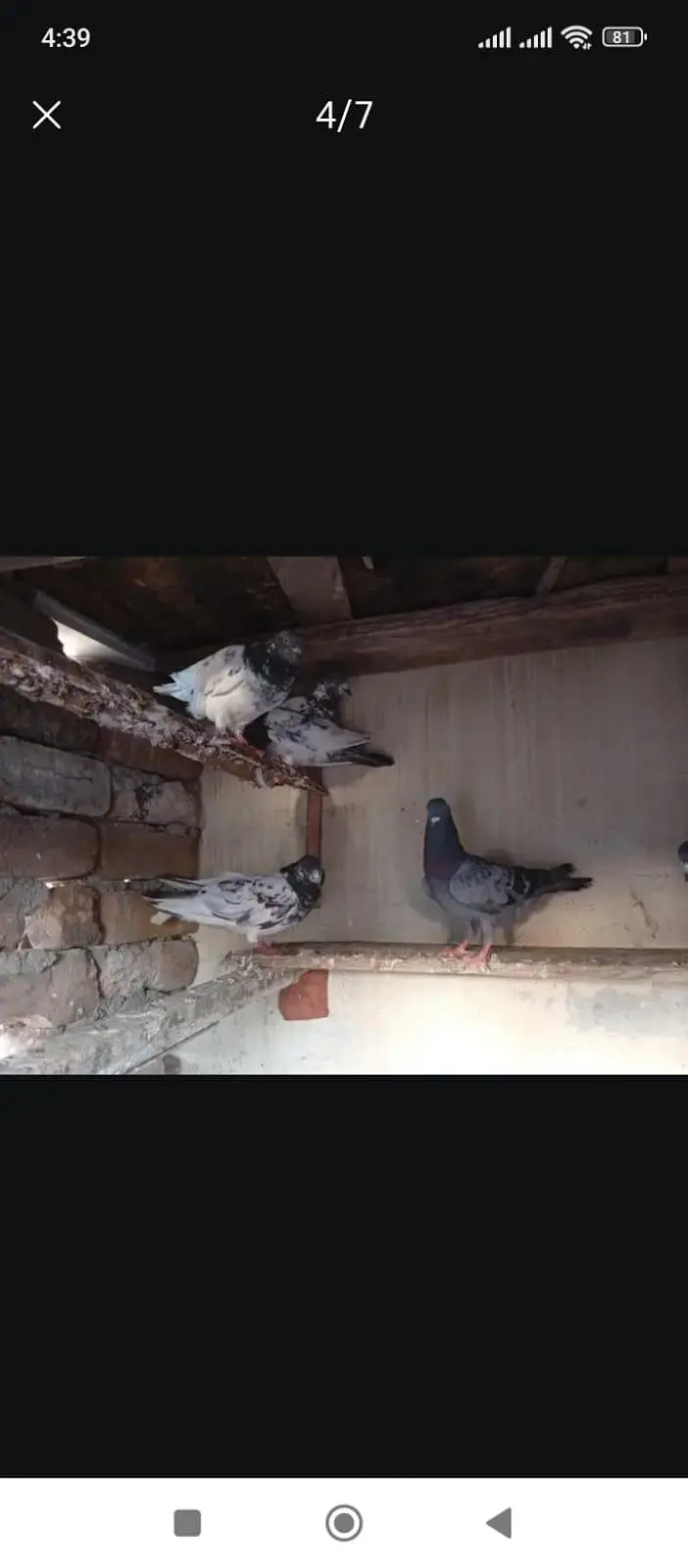 all pigeons for sale — photo 4