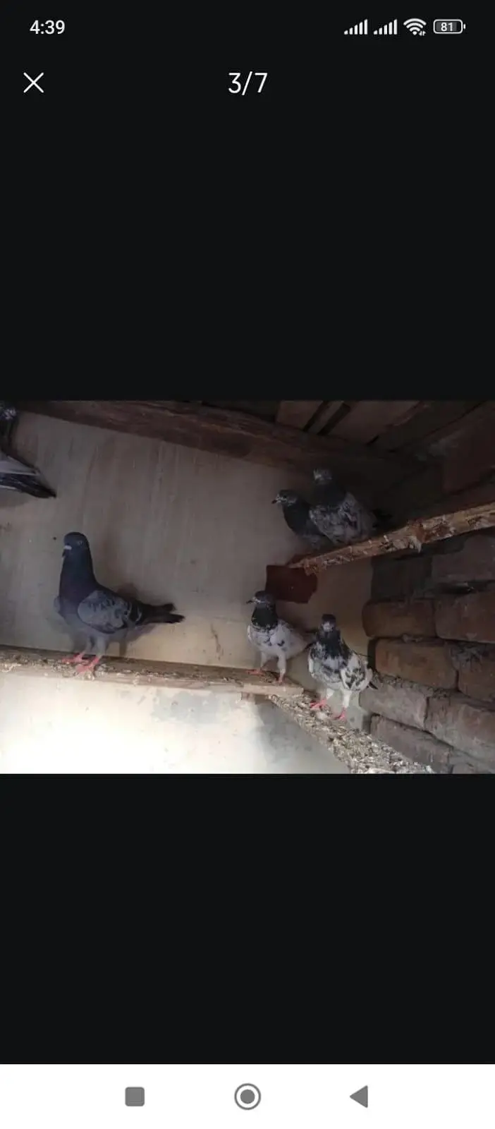 all pigeons for sale — photo 5