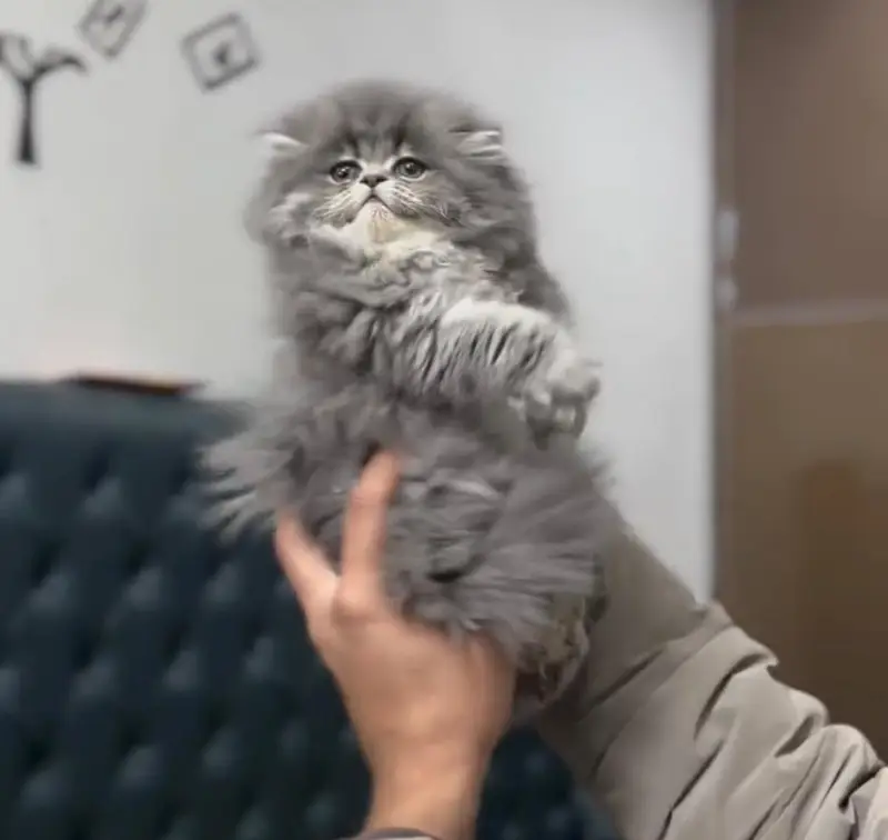 Persian kittens. Whatapp//037046////02354 — photo 2