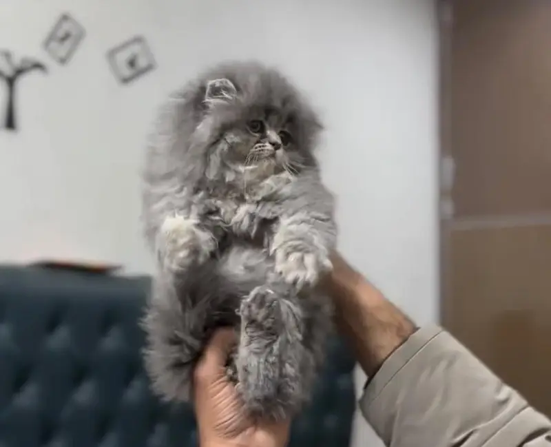 Persian kittens. Whatapp//037046////02354 — photo 3