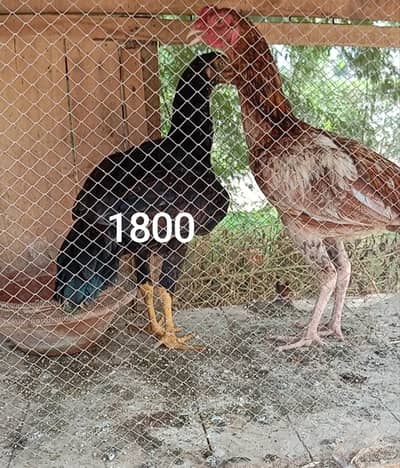 Aseel Hens
